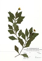 藏品(南美蟛蜞菊)的圖片